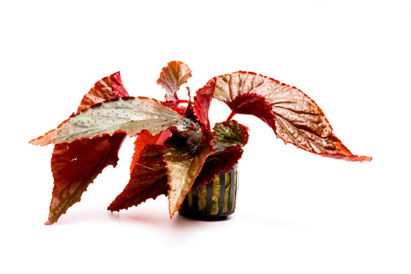 Begonia Arabian Sunset Terrarium Plant - Buce Plant