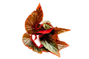 Begonia Arabian Sunset Terrarium Plant - Buce Plant
