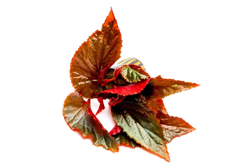 Begonia Arabian Sunset Terrarium Plant - Buce Plant