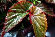 Begonia Arabian Sunset Terrarium Plant - Buce Plant