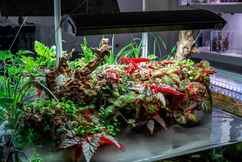 Begonia Arabian Sunset Terrarium Plant - Buce Plant
