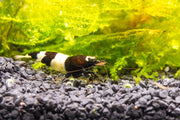 Black King Kong Shrimp from JA, showcasing large, dark-colored freshwater shrimp with detailed body and antenna features.