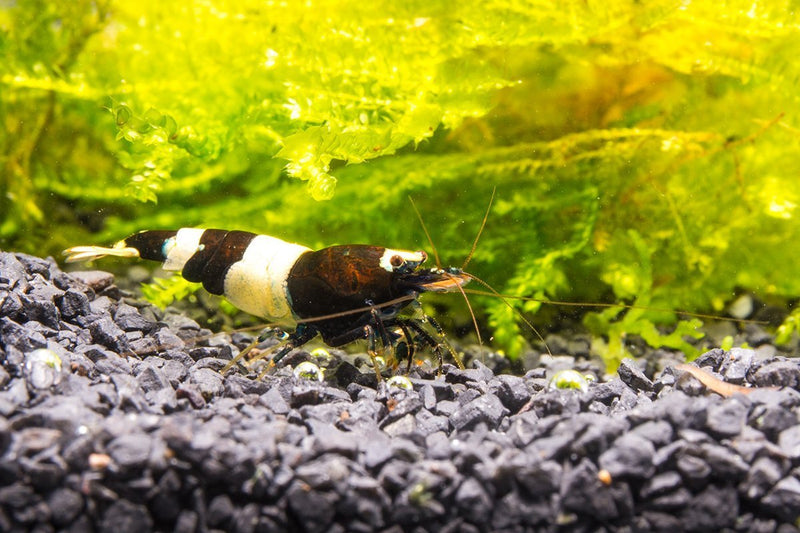 Black King Kong Shrimp from JA, showcasing large, dark-colored freshwater shrimp with detailed body and antenna features.