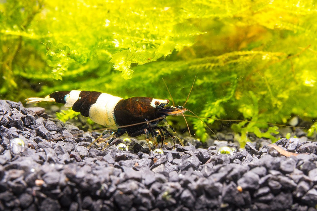 Caridina Shrimp — Buce Plant