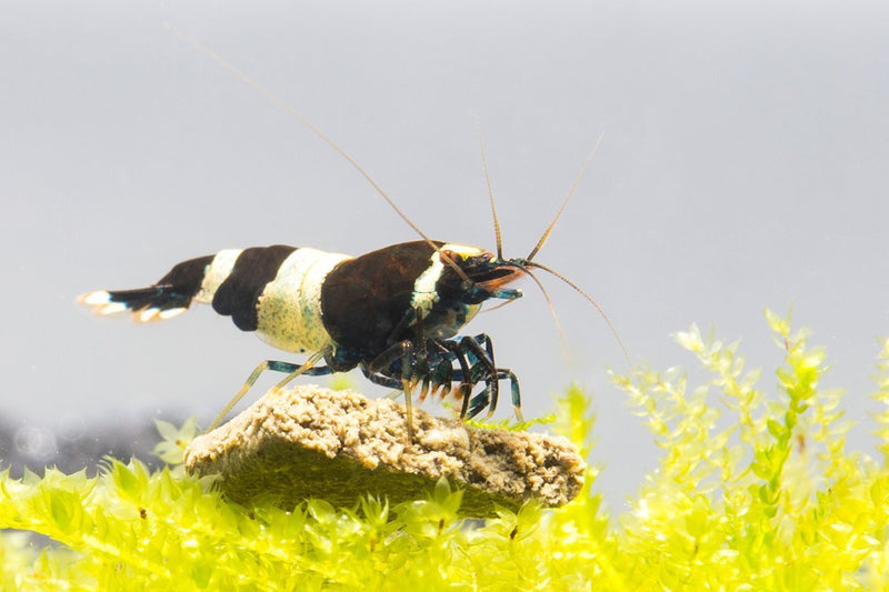 Black King Kong Shrimp from JA, a large, dark-colored freshwater shrimp with distinctive markings, ideal for aquariums.