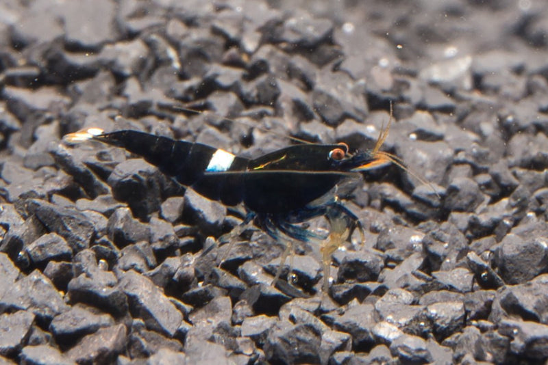 Black King Kong Shrimp from JA, showcasing large, dark-colored freshwater shrimp with detailed close-up of its textured body.