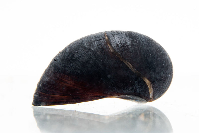 Black Military Helmet Snail from JA, featuring a detailed black shell resembling a military helmet, close-up view.
