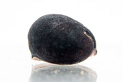 Black military helmet snail from JA, featuring a dark shell resembling a military helmet with detailed texture.