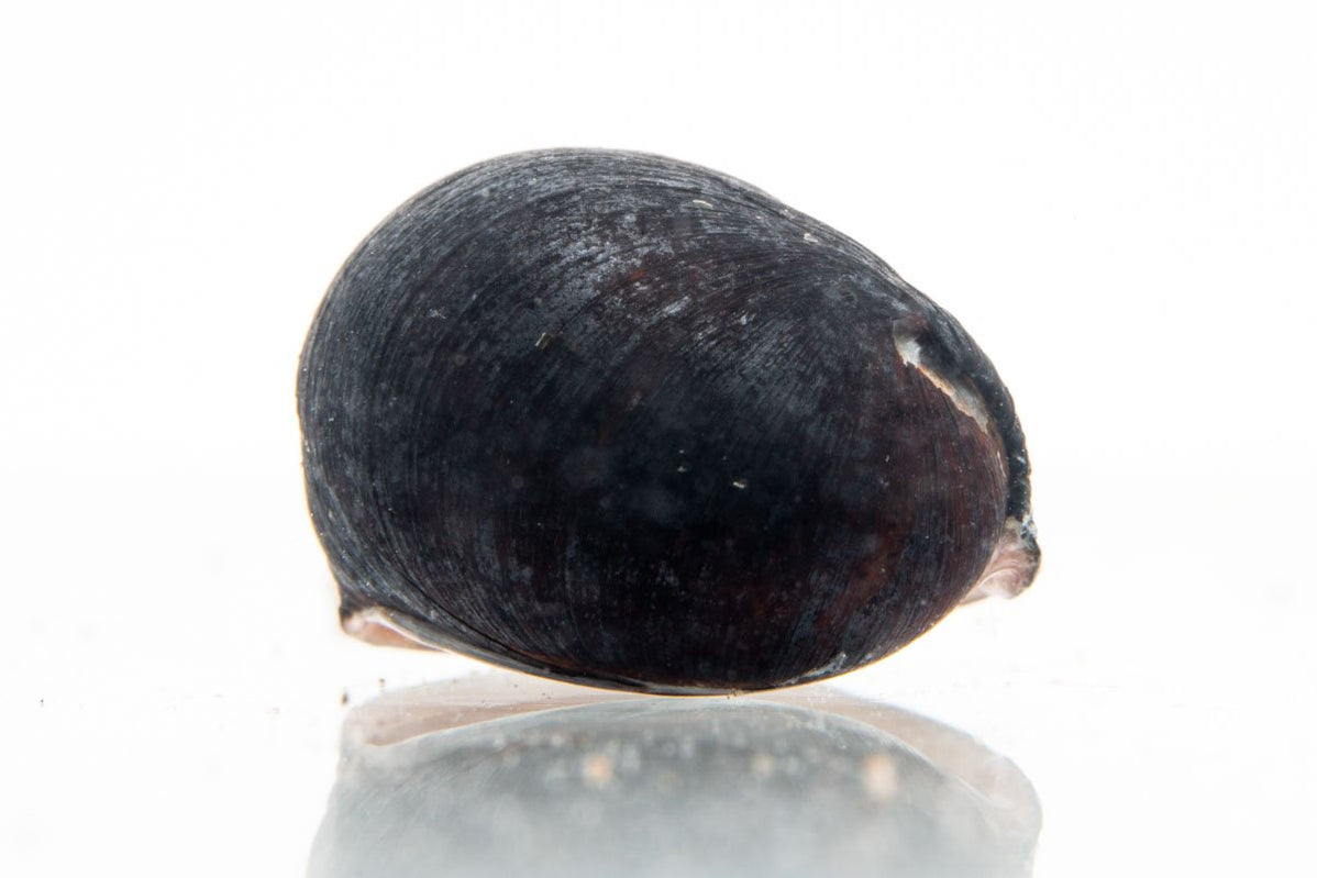 Freshwater Aquarium Snails for Sale