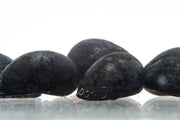 Black military helmet snail from JA, showing the snail with a dark, helmet-shaped shell on a natural background.