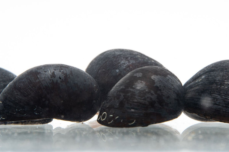Black military helmet snail from JA, showing the snail with a dark, helmet-shaped shell on a natural background.