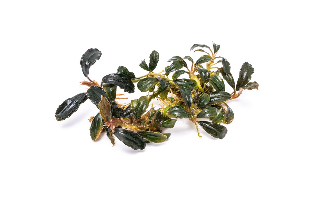 Bucephalandra Black Mist — Buce Plant