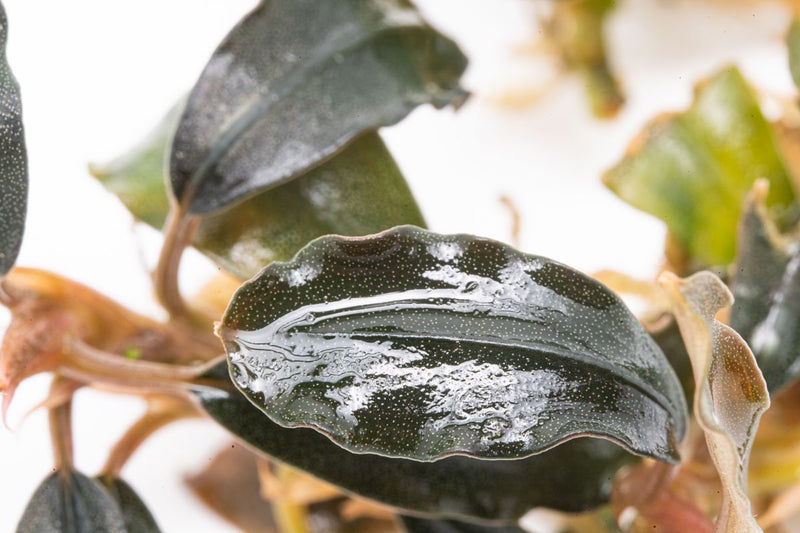 Bucephalandra Black Mist Bucephalandra - Buce Plant