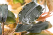 Bucephalandra Black Mist Bucephalandra - Buce Plant