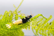 Black Pinto Shrimp by JA, showing vibrant black and white patterned shrimp with detailed fins and body texture.