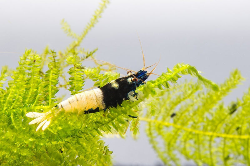 Black Pinto Shrimp by JA, showing vibrant black and white patterned shrimp with detailed fins and body texture.