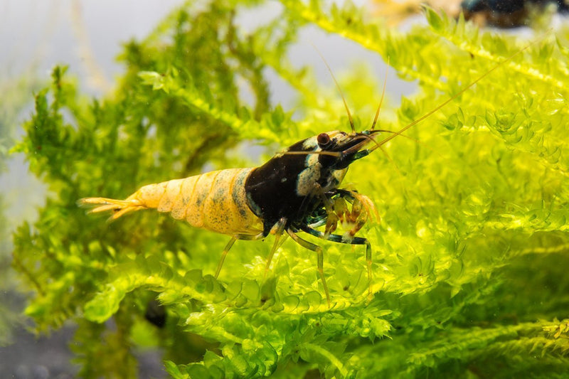 Black Pinto Shrimp from JA, showcasing vibrant black and white patterned freshwater shrimp for aquarium use.