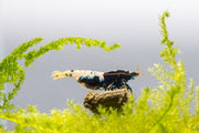 Black Pinto Shrimp from JA, vibrant freshwater shrimp with black and white markings, ideal for aquariums.