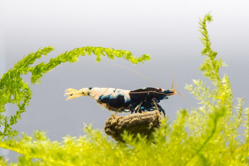 Black Pinto Shrimp from JA, vibrant freshwater shrimp with black and white markings, ideal for aquariums.