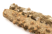 Blistered driftwood sticks by UNSHARDSCAPE, weathered and textured driftwood pieces on a neutral background.