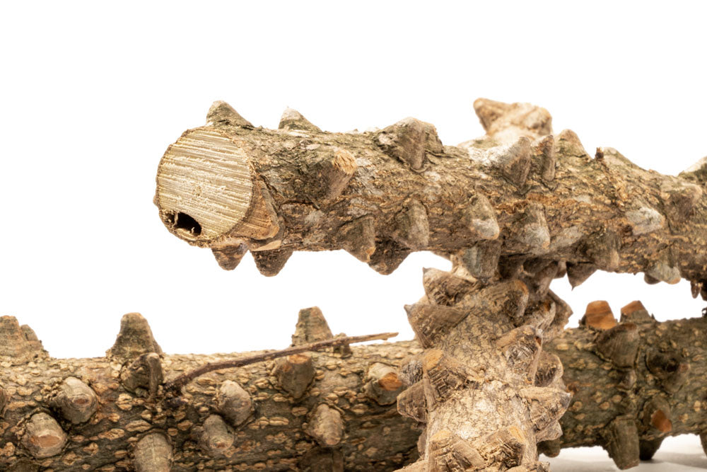 Blistered Driftwood Sticks