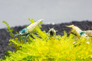 Fresh Blue Bolt Shrimp, A Grade from JA, displayed in a clear image showcasing their vibrant blue color and fresh appearance.