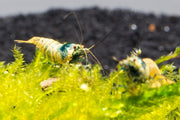 Blue Bolt Shrimp A Grade from JA, showcasing vibrant blue color and fresh, high-quality seafood on a white background.