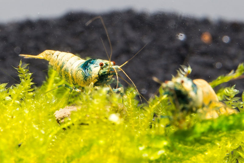 Blue Bolt Shrimp A Grade from JA, showcasing vibrant blue color and fresh, high-quality seafood on a white background.
