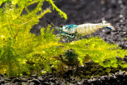A close-up of fresh Blue Bolt Shrimp (A Grade) from JA, showcasing the vibrant blue color and detailed shell.