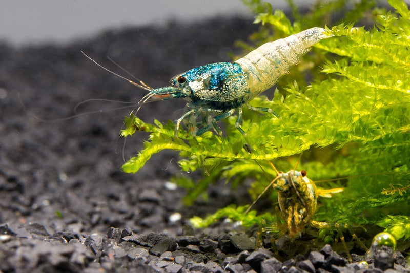 Fresh Blue Bolt Shrimp A Grade from JA, showcasing vibrant blue color and firm texture, ready for cooking or seafood dishes.