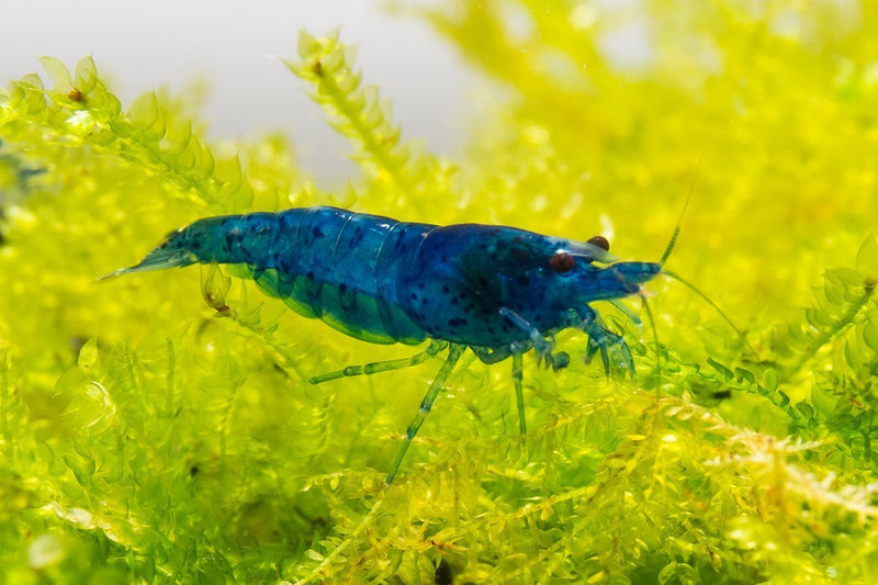 Blue Dream Shrimp from JA, showcasing vibrant blue coloration and detailed shell pattern on a clean background.