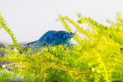 Blue Dream shrimp from JA, showcasing vibrant blue coloration and detailed shell pattern, perfect for freshwater aquariums.