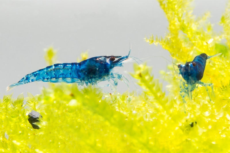 Blue Dream Shrimp from JA, vibrant freshwater shrimp with striking blue coloration, ideal for aquariums and aquatic enthusiasts.