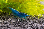 Blue Dream Shrimp from JA, featuring vibrant blue coloration and detailed shell texture, suitable for freshwater aquariums.