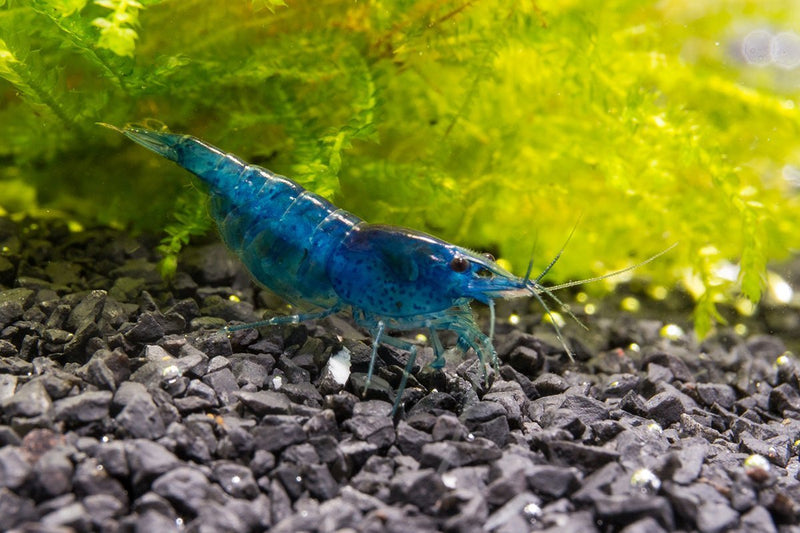 Blue Dream Shrimp from JA, featuring vibrant blue coloration and detailed shell texture, suitable for freshwater aquariums.