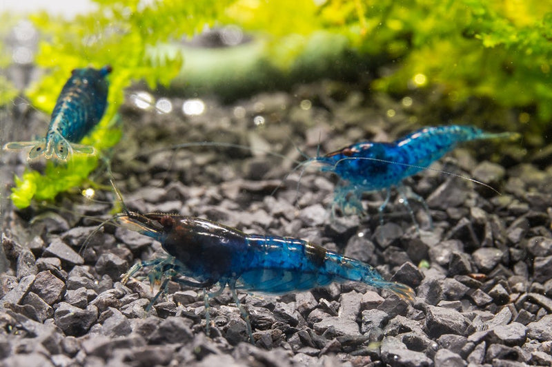 Blue Dream Shrimp from JA, showcasing vibrant blue coloration and detailed shell texture, ideal for freshwater aquariums.