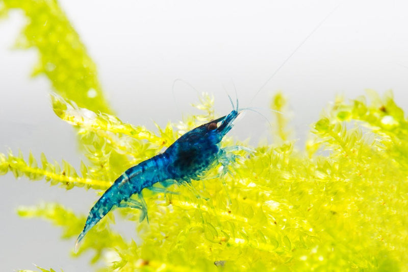 Blue Dream Shrimp from JA, vibrant blue freshwater shrimp, showcasing its bright coloration and detailed exoskeleton.