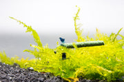 Blue Dream Shrimp from JA, vibrant blue-colored freshwater shrimp resting on aquatic plants in an aquarium.