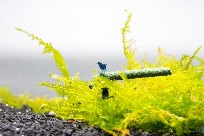 Blue Dream Shrimp from JA, vibrant blue-colored freshwater shrimp resting on aquatic plants in an aquarium.