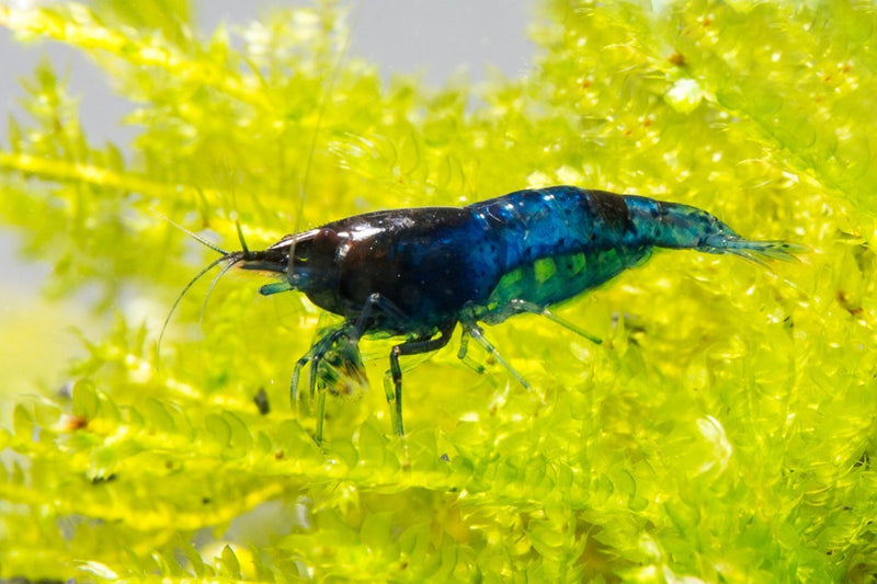 Blue Dream Shrimp from JA, vibrant freshwater shrimp with blue and black coloration, ideal for aquariums.