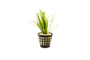 Healthy Blyxa Japonica aquatic plant from IS, showcasing lush green stems and fine leaves suitable for freshwater aquariums.