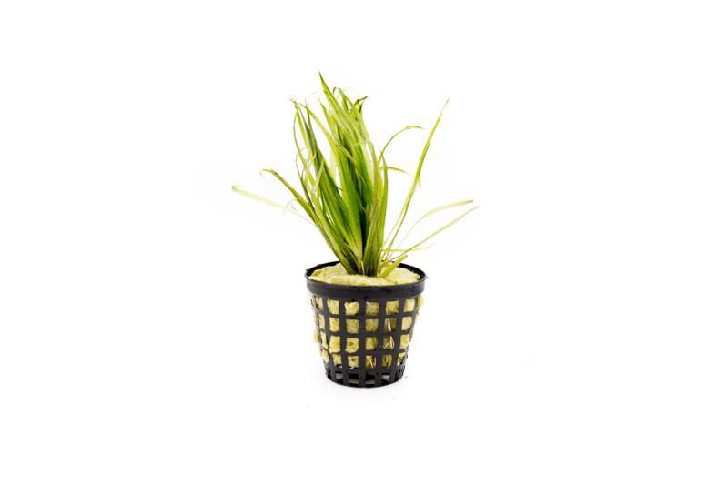 Healthy Blyxa Japonica aquatic plant from IS, showcasing lush green stems and fine leaves suitable for freshwater aquariums.