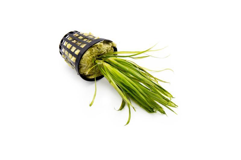 Healthy Blyxa Japonica aquatic plant from IS, featuring vibrant green, grass-like leaves suitable for freshwater aquariums.