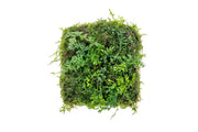 Aquatic plants Bolbitis Difformis and Christmas Moss on Foresta Mat by ACW, ideal for freshwater aquarium decoration.