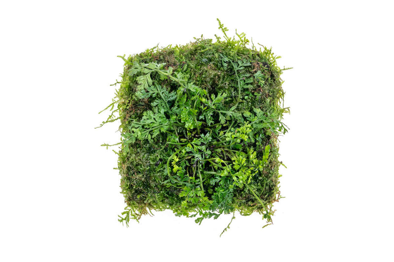 Aquatic plants Bolbitis Difformis and Christmas Moss on Foresta Mat by ACW, ideal for freshwater aquarium decoration.