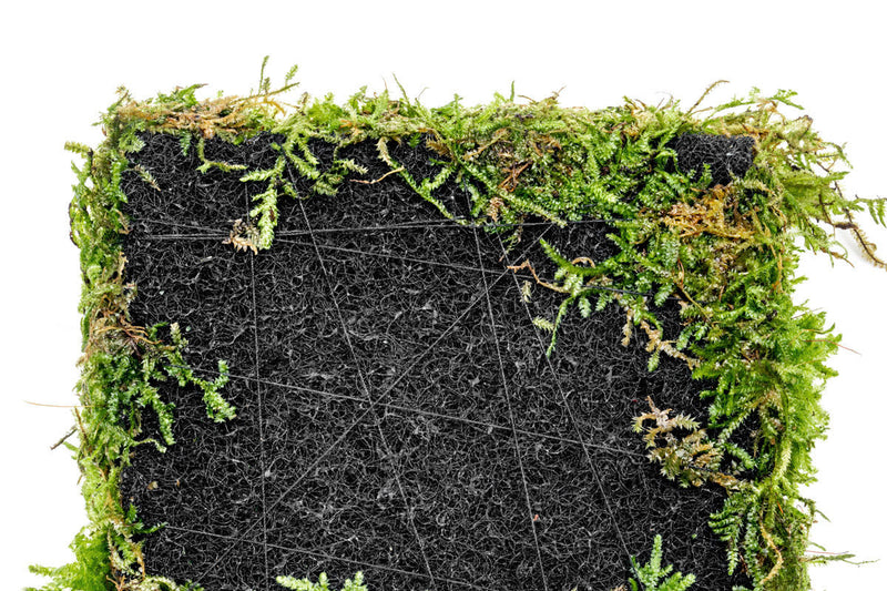 Aquatic plant mat featuring Bolbitis Difformis and Christmas Moss by ACW, ideal for freshwater aquariums.