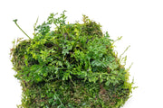 Aquatic plant mat featuring Bolbitis difformis and Christmas moss by ACW, showcasing lush green aquatic plant growth for aquariums.