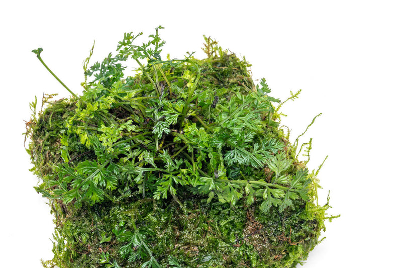 Aquatic plant mat featuring Bolbitis difformis and Christmas moss by ACW, showcasing lush green aquatic plant growth for aquariums.