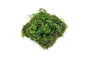 Aquatic plants Bolbitis Difformis and Christmas Moss on Foresta Mat by ACW, ideal for freshwater aquarium decoration.