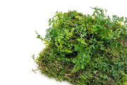 Aquatic plant mat with Bolbitis difformis and Christmas moss by ACW, ideal for freshwater aquariums.
